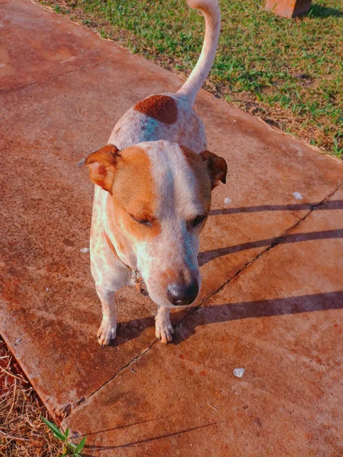 Cachorro ra a SRD-ViraLata idade 3 anos nome Lupin