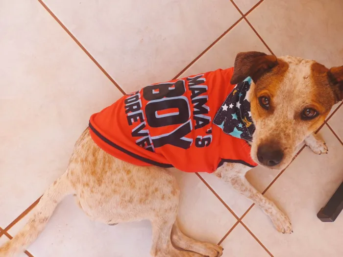 Cachorro ra a SRD-ViraLata idade 3 anos nome Lupin