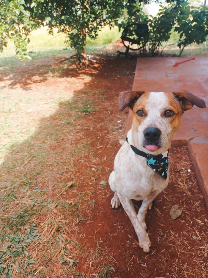 Cachorro ra a SRD-ViraLata idade 3 anos nome Lupin