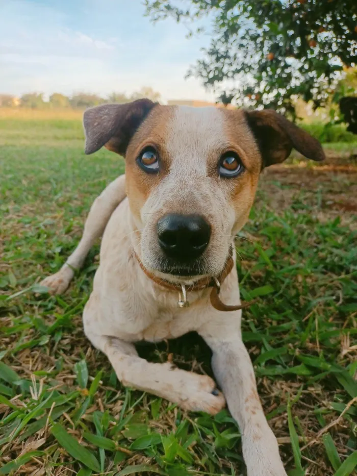 Cachorro ra a SRD-ViraLata idade 3 anos nome Lupin