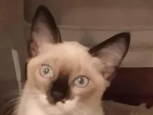 Gato raça SRD-ViraLata idade 2 a 6 meses nome Sem nomes