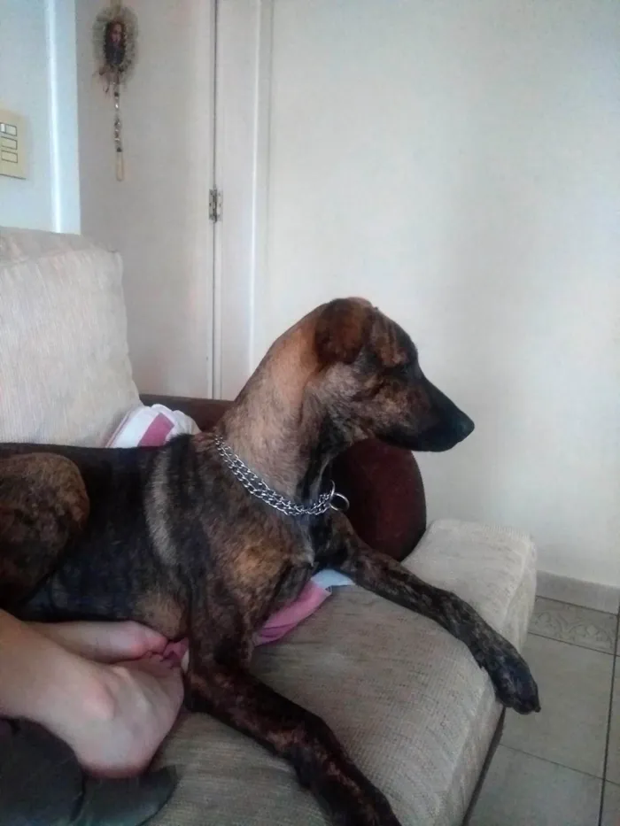 Cachorro ra a Mestiço  idade 7 a 11 meses nome Prerinha