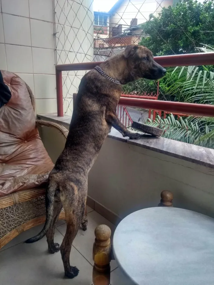 Cachorro ra a Mestiço  idade 7 a 11 meses nome Prerinha