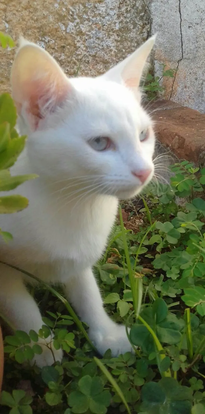 Gato ra a  idade 2 a 6 meses nome GATINHA BRANCA