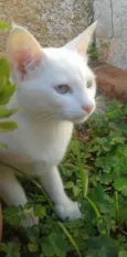 GATINHA BRANCA