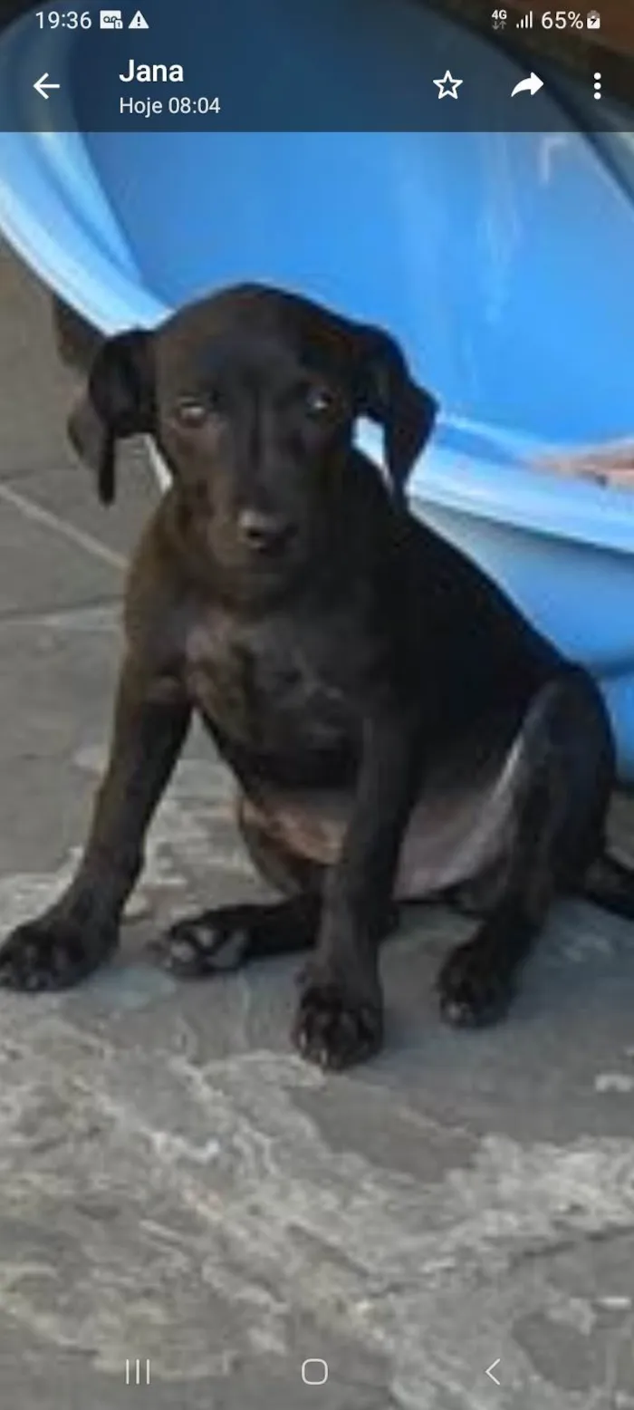 Cachorro ra a SRD-ViraLata idade 2 a 6 meses nome Feroz