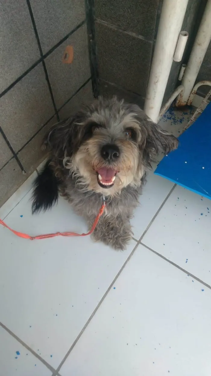 Cachorro raça Poodle idade 5 anos nome Fofão  E Fofito