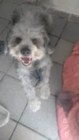 Fofão  E Fofito