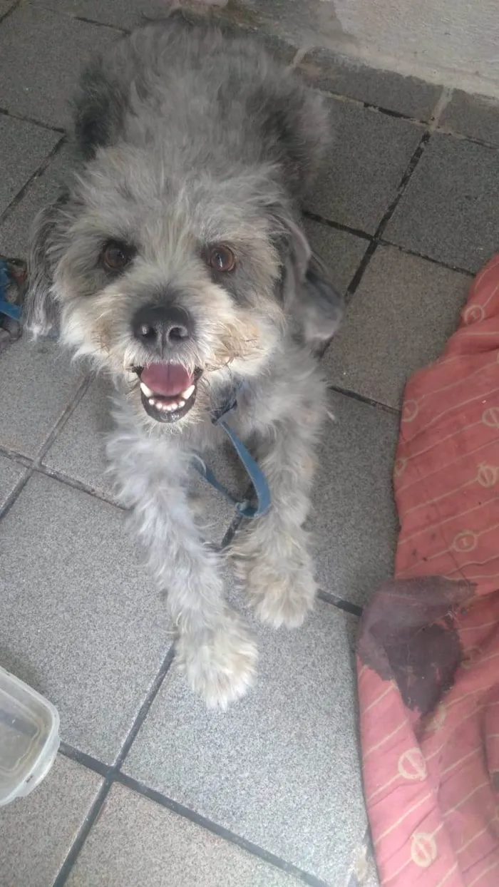 Cachorro raça Poodle idade 5 anos nome Fofão  E Fofito