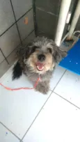 Fofão  E Fofito