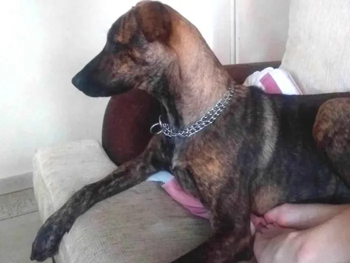 Cachorro ra a Mestiço  idade 7 a 11 meses nome Prerinha