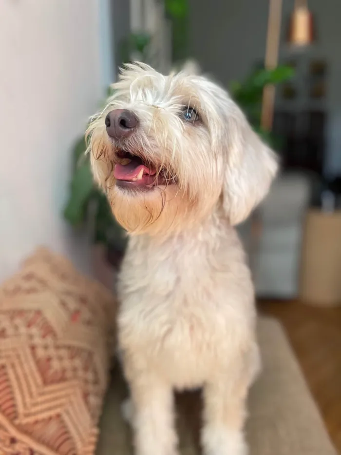 Cachorro ra a SRD-ViraLata idade 1 ano nome Dorothy