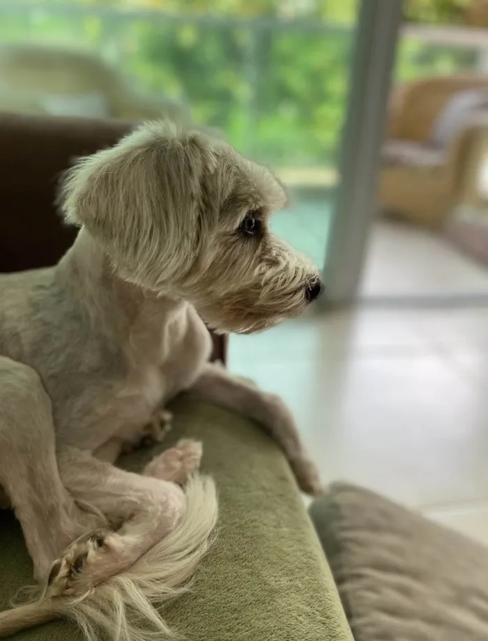 Cachorro ra a SRD-ViraLata idade 1 ano nome Dorothy
