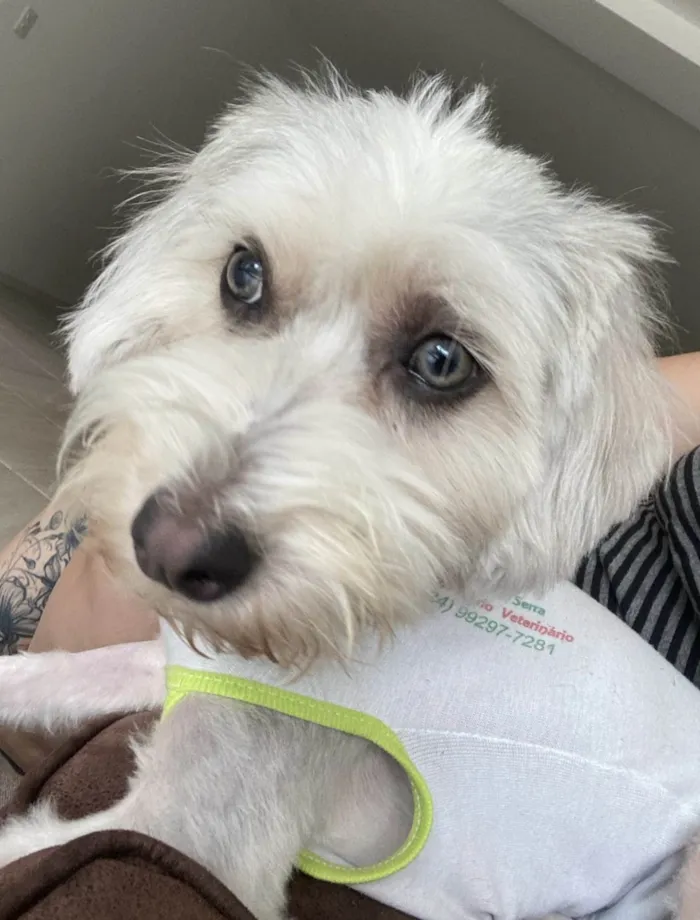 Cachorro ra a SRD-ViraLata idade 1 ano nome Dorothy