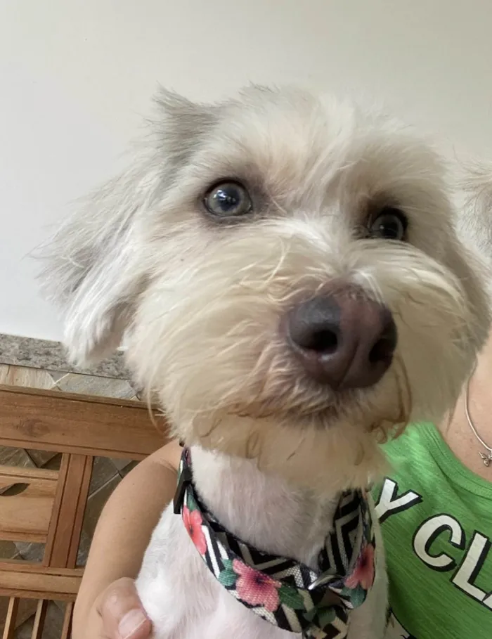 Cachorro ra a SRD-ViraLata idade 1 ano nome Dorothy