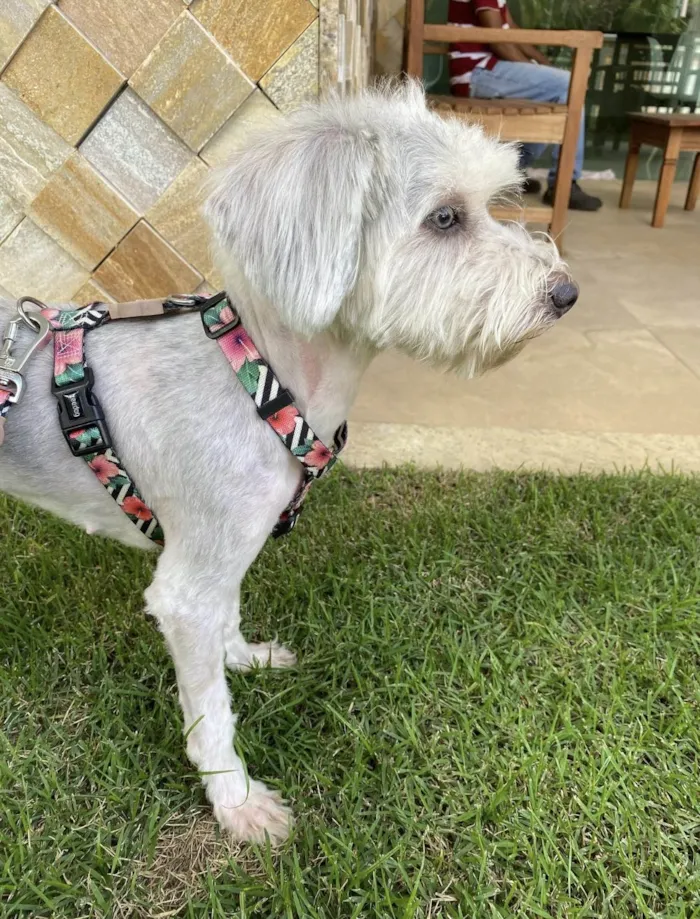 Cachorro ra a SRD-ViraLata idade 1 ano nome Dorothy