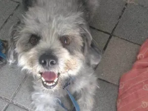 Cachorro raça Poodle idade 5 anos nome Fofão  E Fofito
