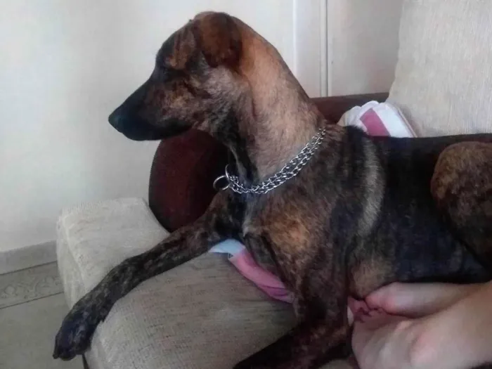 Cachorro ra a Mestiço  idade 7 a 11 meses nome Pretinha