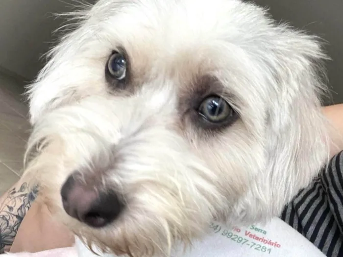 Cachorro ra a SRD-ViraLata idade 1 ano nome Dorothy