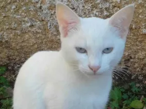 Gato raça  idade 2 a 6 meses nome GATINHA BRANCA
