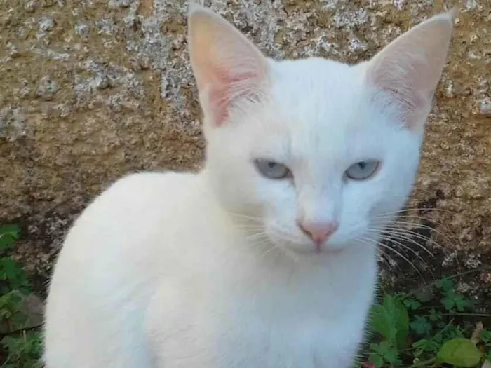 Gato ra a  idade 2 a 6 meses nome GATINHA BRANCA