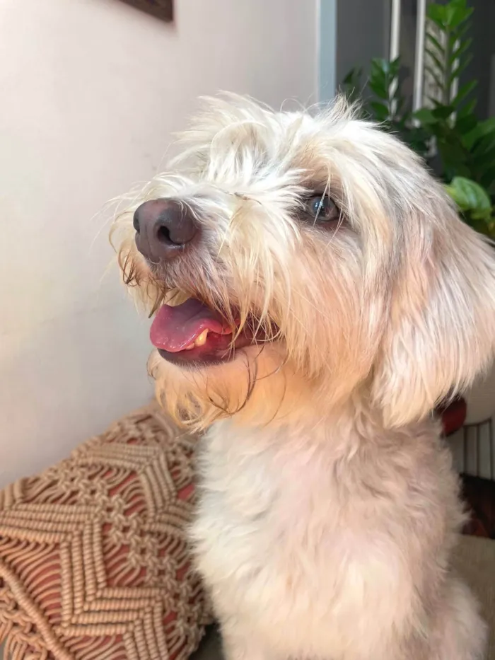 Cachorro ra a SRD-ViraLata idade 1 ano nome Dorothy