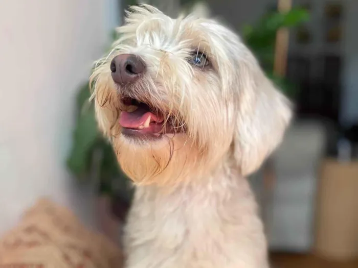 Cachorro ra a SRD-ViraLata idade 1 ano nome Dorothy