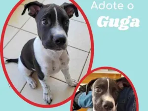Cachorro raça SRD idade 2 a 6 meses nome Guga