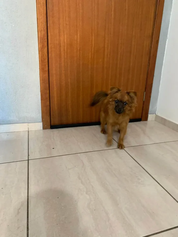 Cachorro ra a SRD-ViraLata idade 7 a 11 meses nome João Paulo
