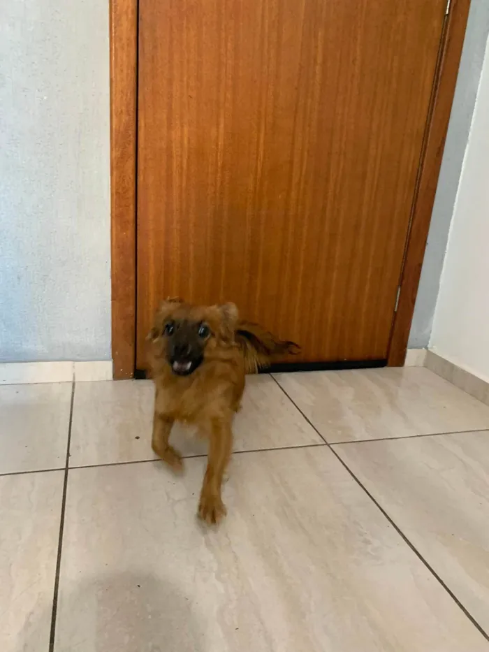 Cachorro ra a SRD-ViraLata idade 7 a 11 meses nome João Paulo