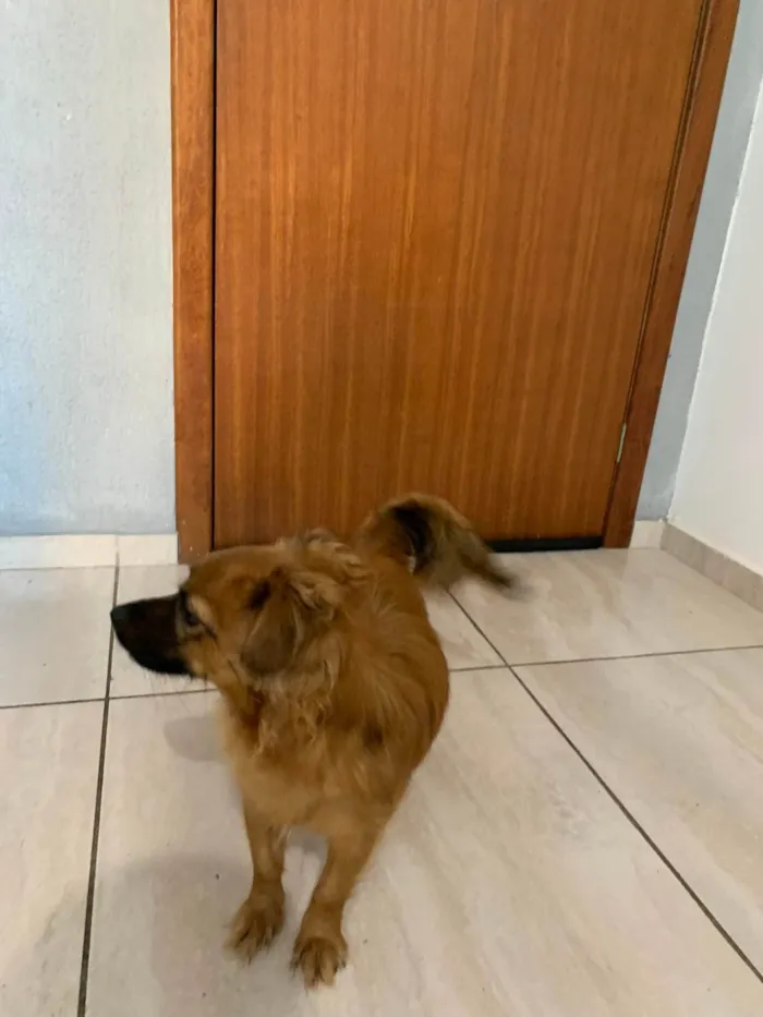 Cachorro ra a SRD-ViraLata idade 7 a 11 meses nome João Paulo