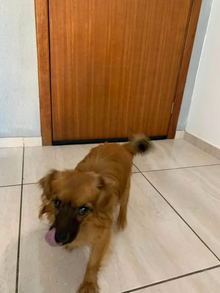 Cachorro ra a SRD-ViraLata idade 7 a 11 meses nome João Paulo