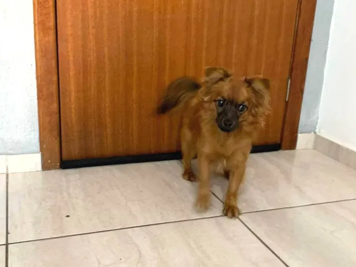 Cachorro ra a SRD-ViraLata idade 7 a 11 meses nome João Paulo