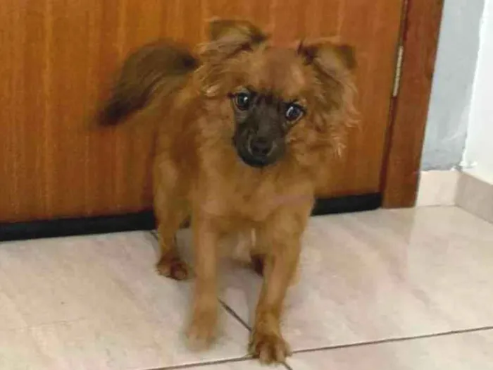 Cachorro ra a SRD-ViraLata idade 7 a 11 meses nome João Paulo