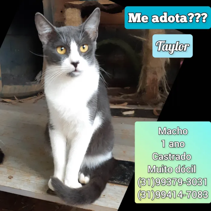 Gato raça SRD-ViraLata idade 1 ano nome Taylor
