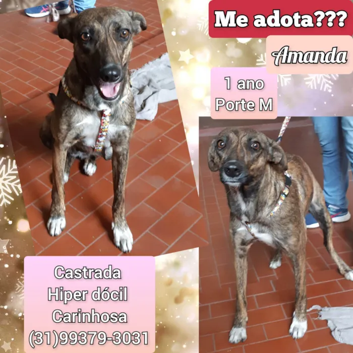 Cachorro raça SRD-ViraLata idade 1 ano nome Amanda