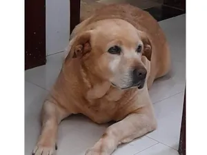 Cachorro raça Labrador idade 6 ou mais anos nome Belinha