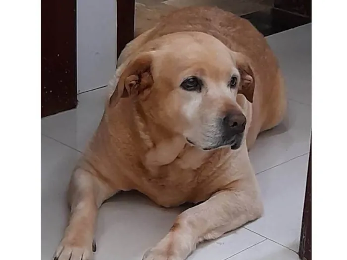 Cachorro ra a Labrador idade 6 ou mais anos nome Belinha