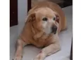 Belinha