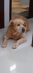 Belinha