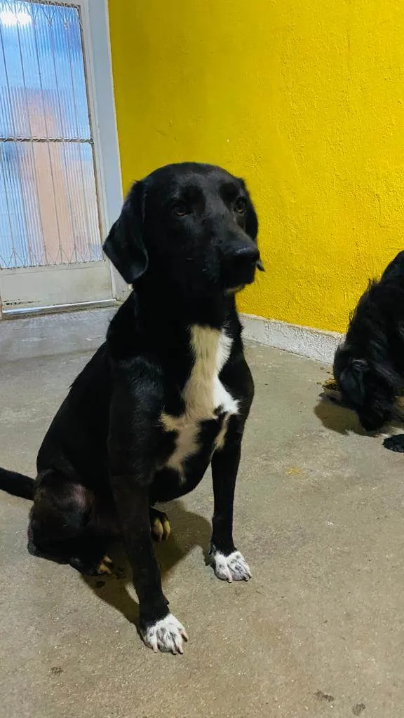 Cachorro ra a SRD-ViraLata idade 3 anos nome Nina