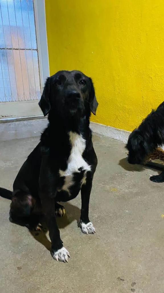 Cachorro ra a SRD-ViraLata idade 3 anos nome Nina