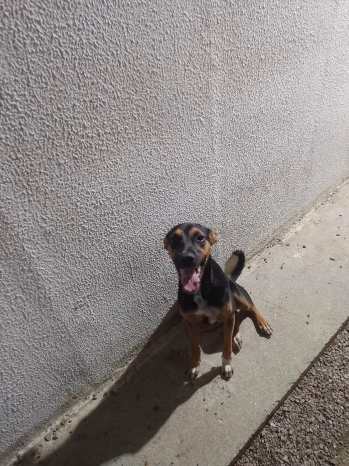 Cachorro ra a SRD-ViraLata idade 7 a 11 meses nome Maggie