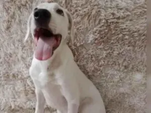 Cachorro raça SRD-ViraLata idade 2 a 6 meses nome Toby