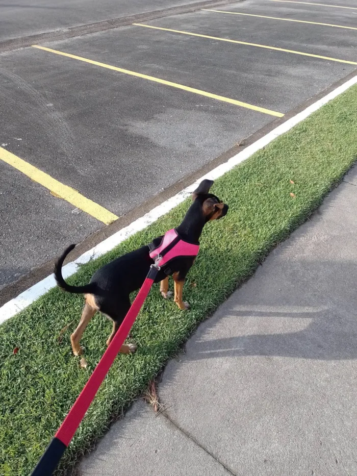 Cachorro ra a SRD-ViraLata idade 7 a 11 meses nome Maggie