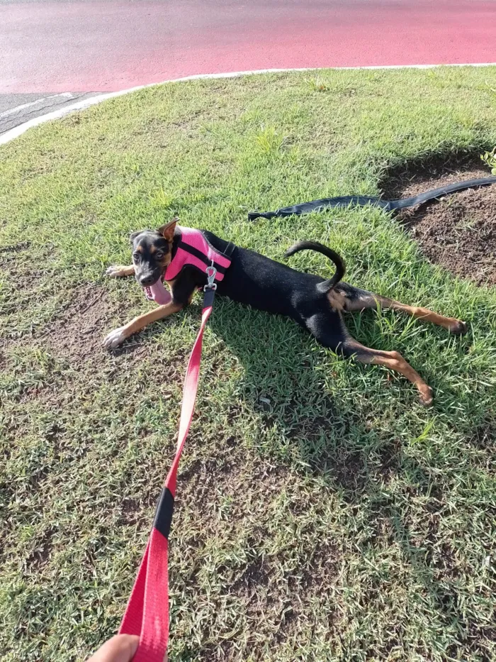 Cachorro ra a SRD-ViraLata idade 7 a 11 meses nome Maggie