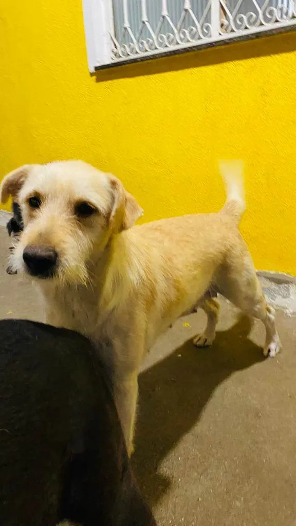 Cachorro ra a SRD-ViraLata idade 3 anos nome Luna