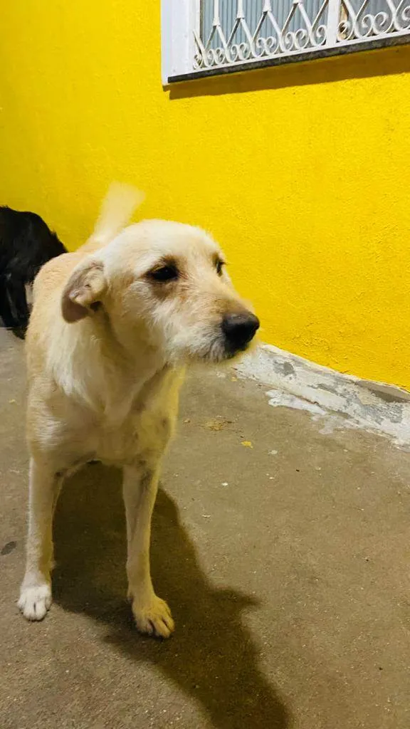 Cachorro ra a SRD-ViraLata idade 3 anos nome Luna