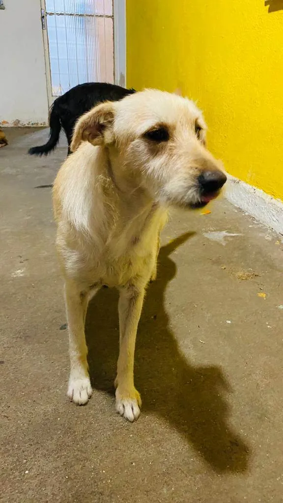 Cachorro ra a SRD-ViraLata idade 3 anos nome Luna