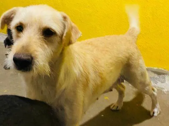 Cachorro ra a SRD-ViraLata idade 3 anos nome Luna